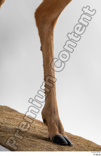 Deer Doe 2 leg 0016.jpg